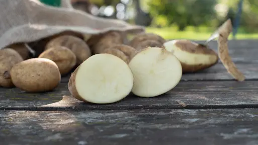 Ziemniaki Catania – wczesne, odporne na choroby, o białym miąższu. Czy to będzie ulubiona odmiana w Polsce?