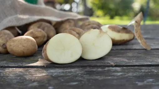 Ziemniaki Catania – wczesne, odporne na choroby, o białym miąższu. Czy to będzie ulubiona odmiana w Polsce?