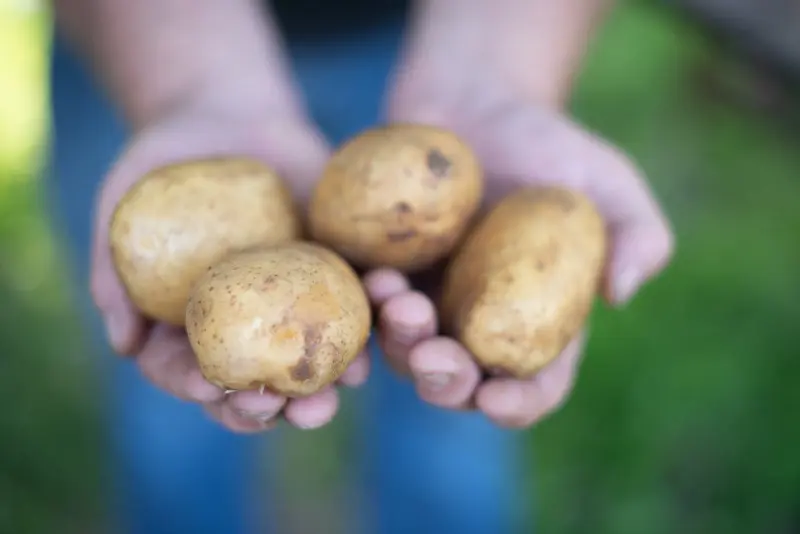 Jak wyglądają bulwy ziemniaków odmiany Catania?