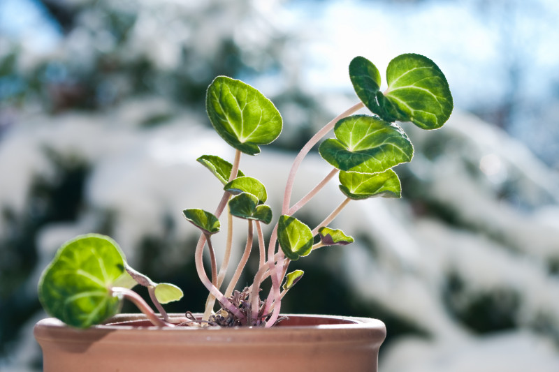 Cyklamen w doniczce podczas zimy, z młodymi liśćmi wyrastającymi z bulwy – zimowanie rośliny w chłodnym miejscu.