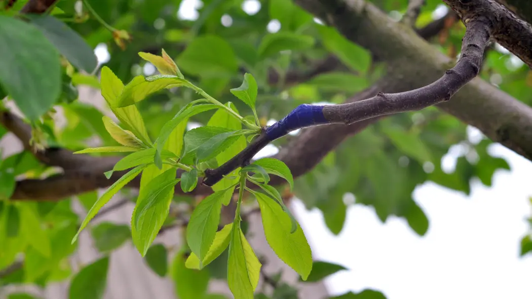 Gałązka odmiany śliwy zaszczepiona na innym drzewku