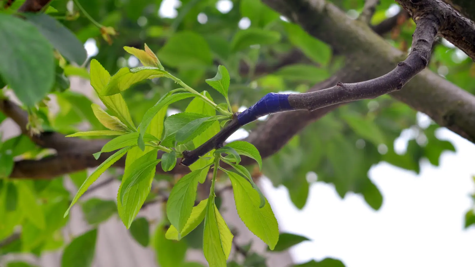Z jednego drzewka różne kolory śliwek? Śliwa wieloodmianowa to nie mit – to efekt szczepienia