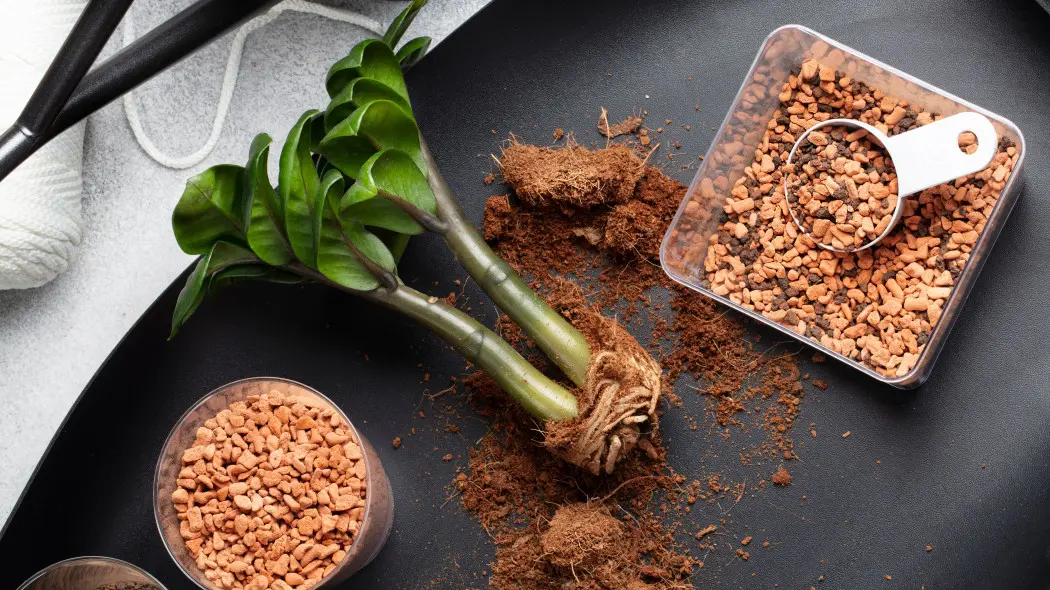 Ziemia do zamioculcasa