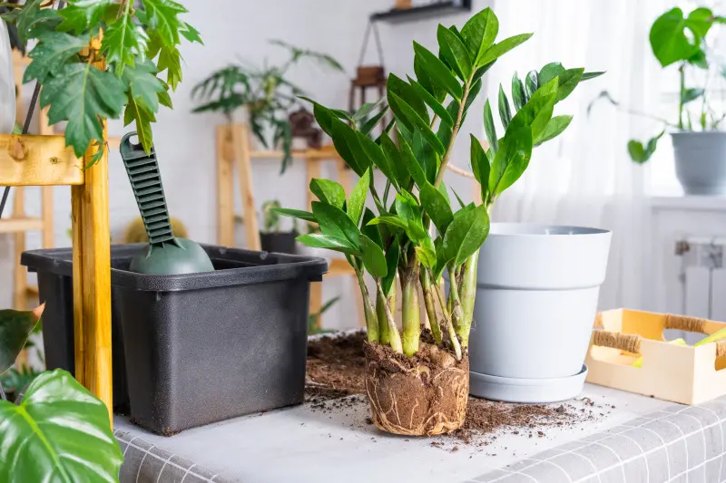 Nowa ziemia dla zamioculcasa