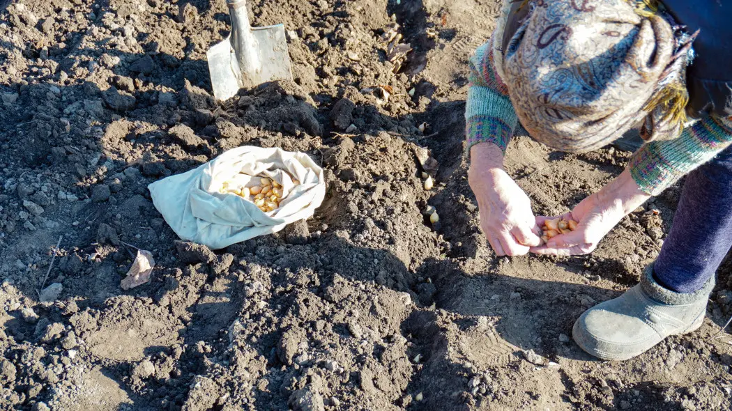 Sadzenie cebuli z dymki w listopadzie, cebula ozima, uprawa