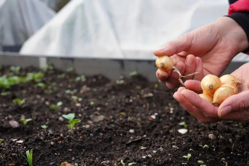 Sadzenie cebuli dymki jesienią w ogrodzie – ręce ogrodnika trzymające cebulki dymki przed umieszczeniem ich w ziemi.