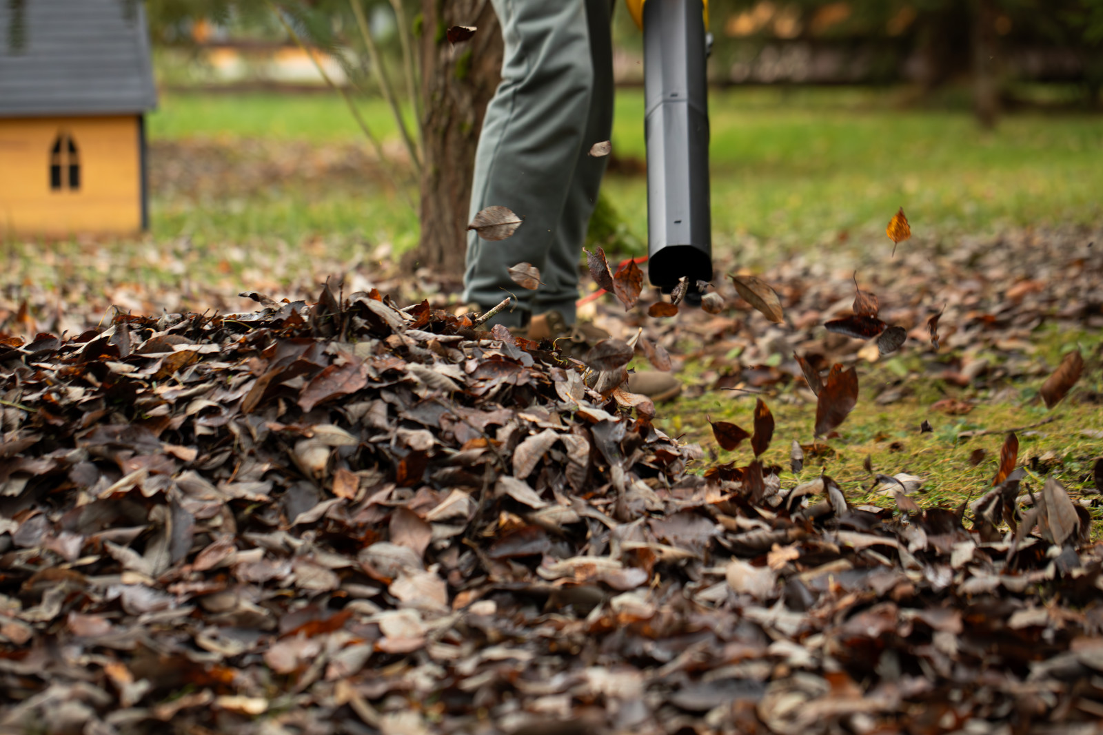 Czy dmuchawa do liści szkodzi trawnikowi? Fakty, o których mało kto mówi