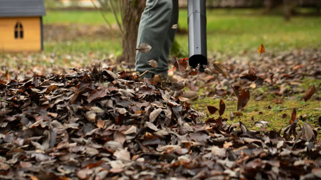 Dmuchawa nie zawsze pomaga Zamiast zbierać liście zaszkodzi trawnikowi