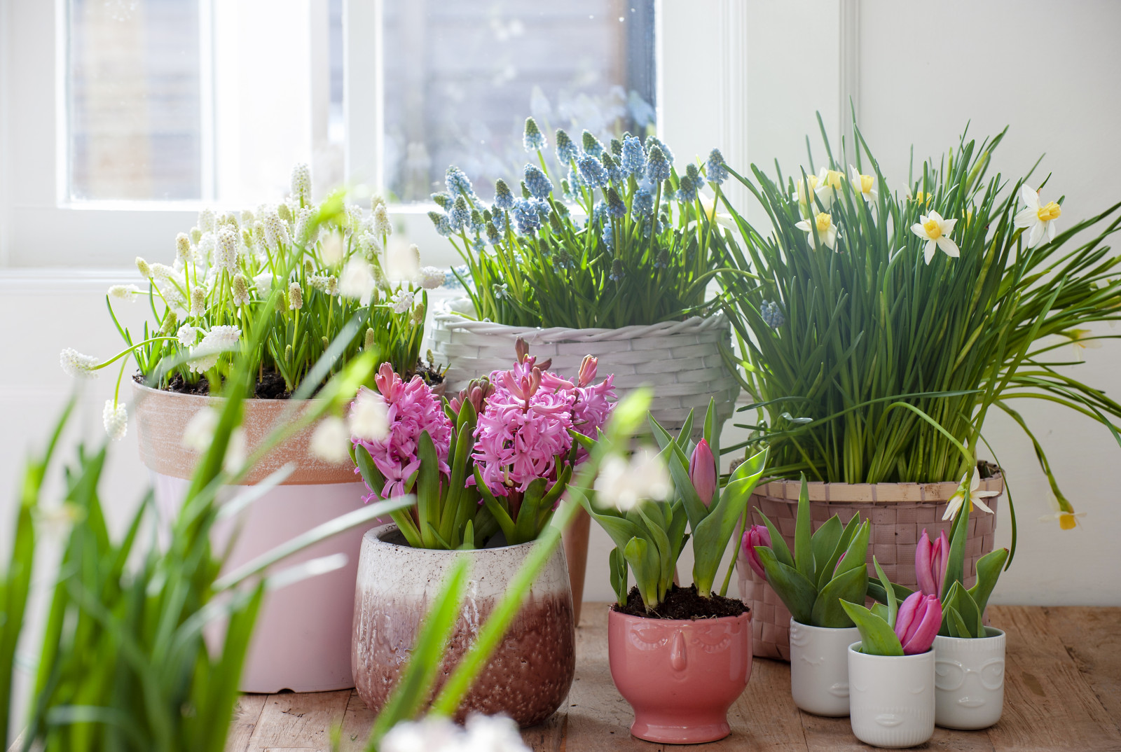 Przywitaj wiosnę kwiatami cebulowymi w donicach. Efekt WOW bez wysiłku