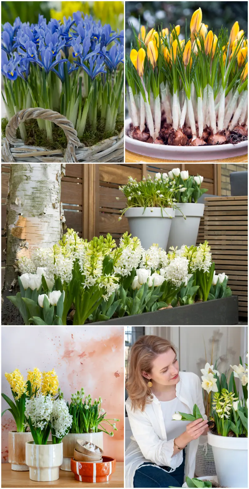 Cebulki w doniczkach – mały wysiłek, wielki efekt