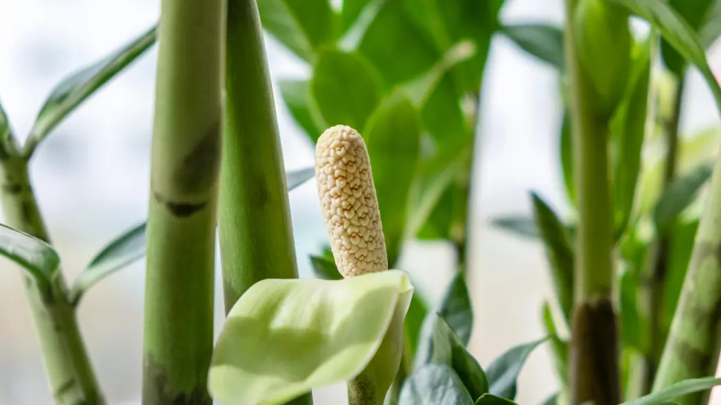 Zamiokulkas właśnie wypuścił dziwny twór? To kwiat! Czy trzeba go wyciąć?