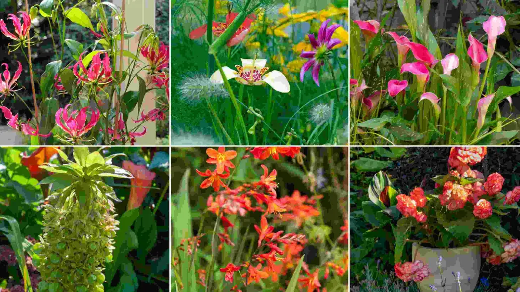 Letnie kwiaty idealne do cienia. 6 cebulek, które warto posadzić, by rozświetlić zacienione rabaty