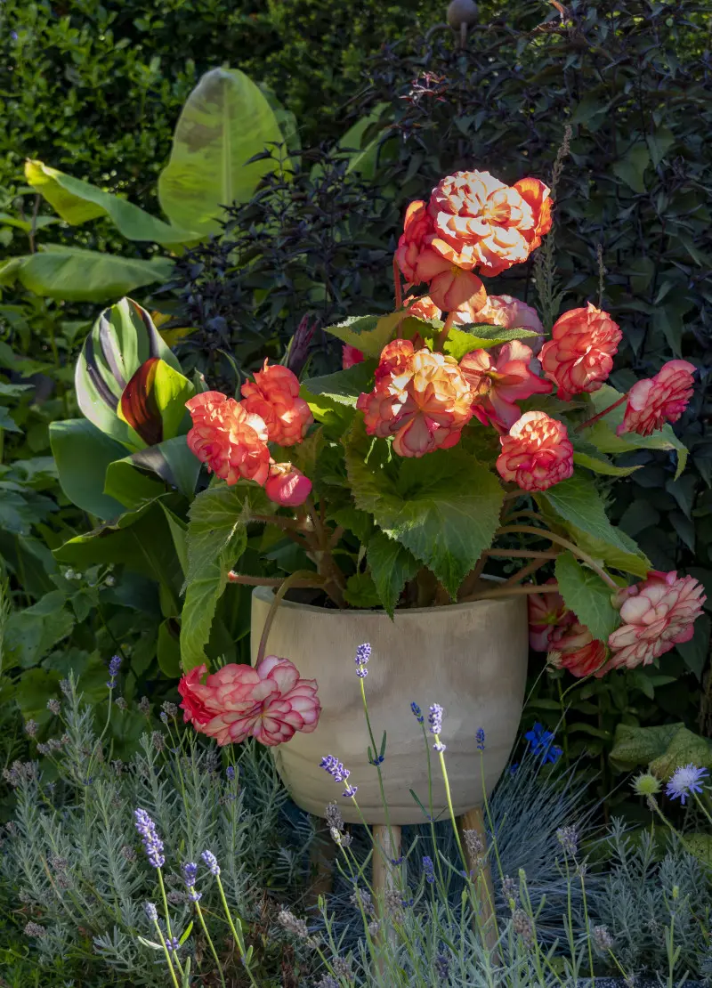 Begonia – króluje w cieniu, kwitnie długo i barwnie aż do jesieni.