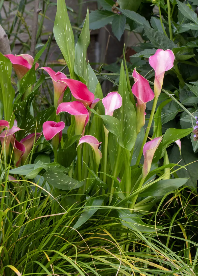 Kalla (Zantedeschia) – elegancka i nowoczesna, lubi półcień i wilgoć
