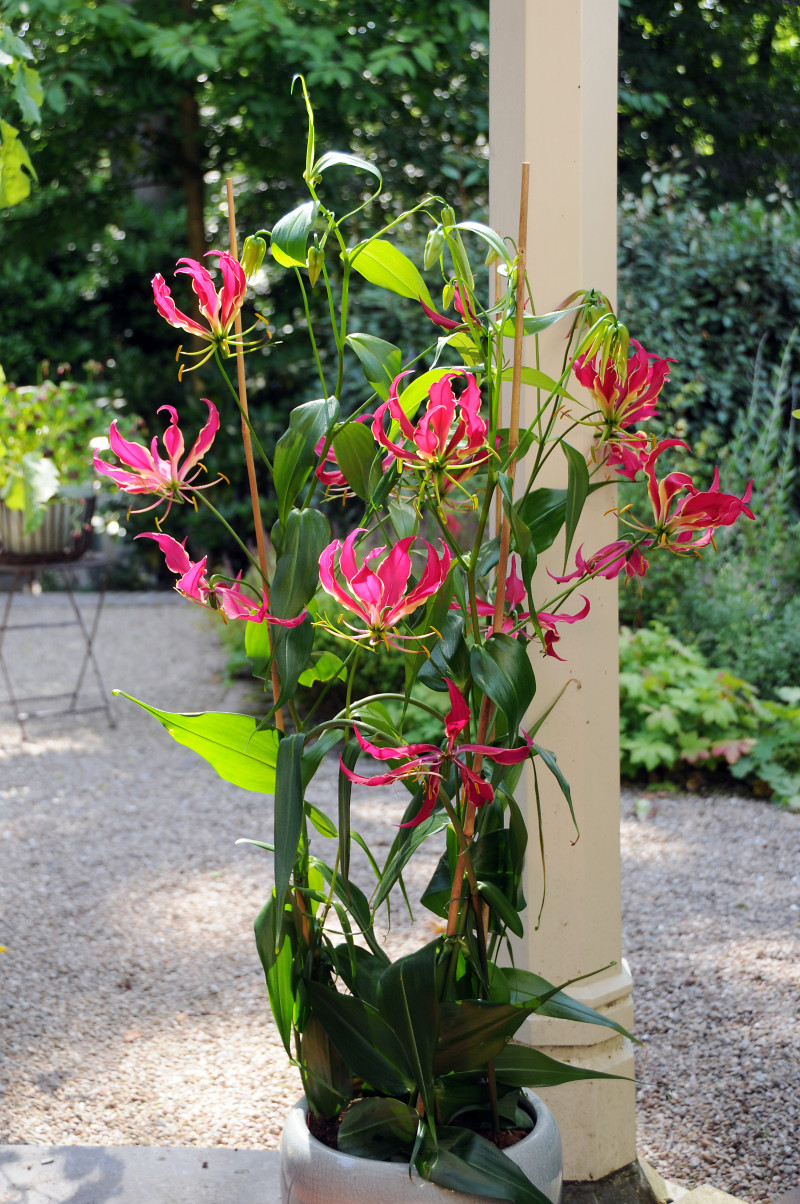 Glorioza – egzotyczna piękność o ognistych, unoszących się kwiatach.