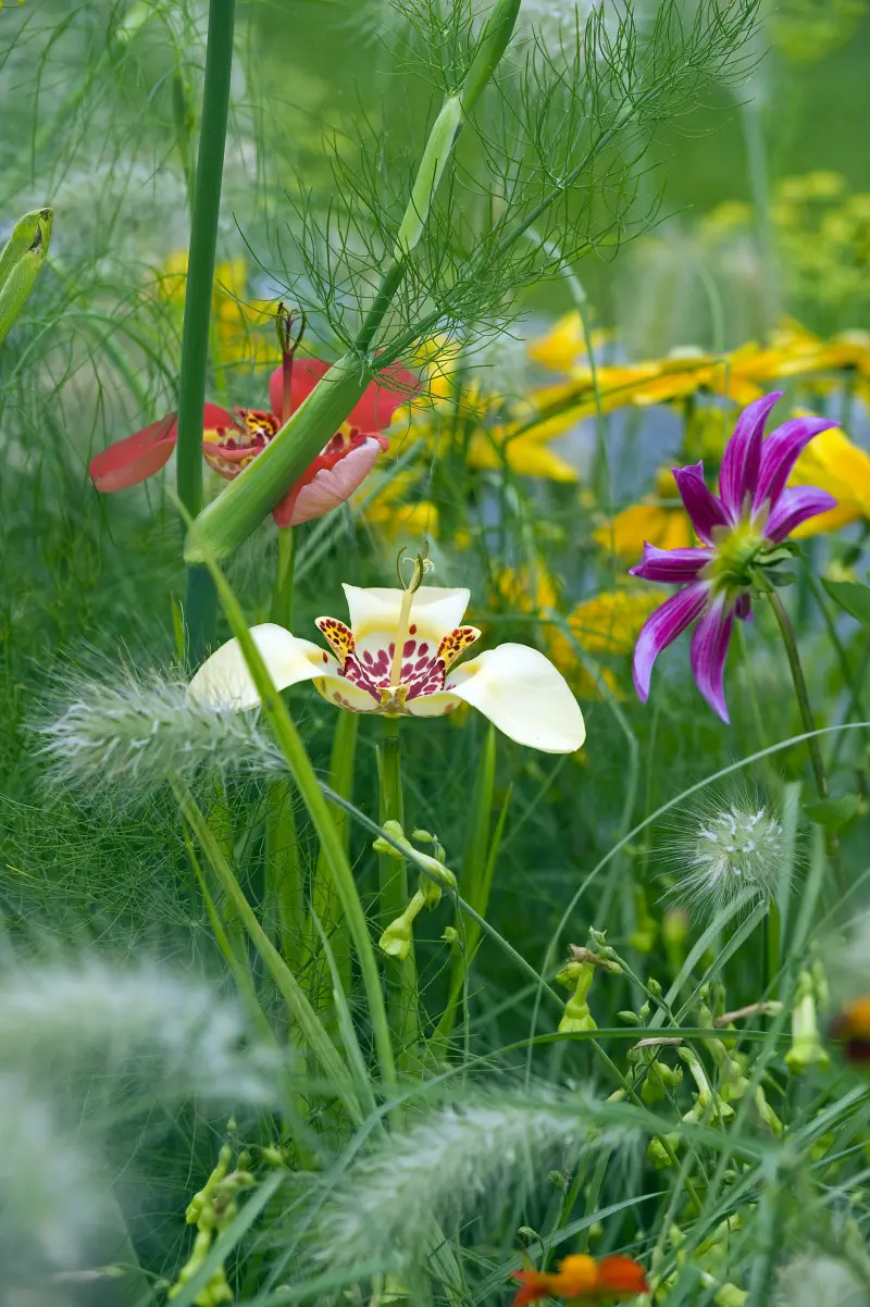 Tygrysówka – oryginalna i kolorowa, przyciąga wzrok nietypowym kształtem.
