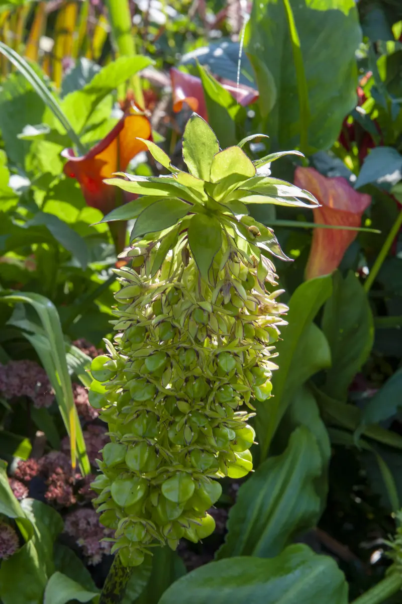 Warkocznica (Eucomis) – „kwiat ananas”, idealny do donic i cienistych rabat.