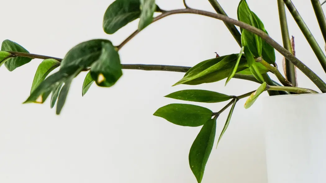 Dlaczego zamiokulkas się wygina? Jak utrzymać opadające łodygi w pionie