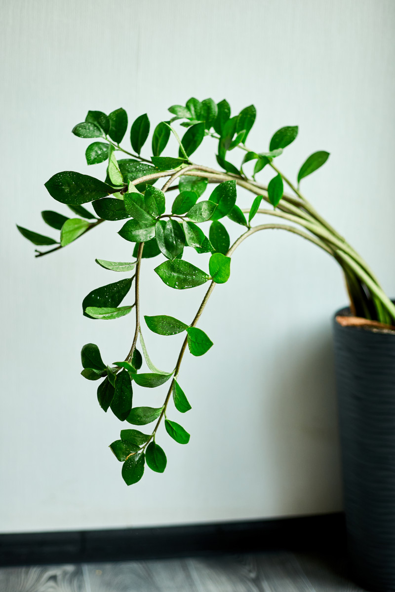 Zamiokulkas wygina się z powodu błędów w pielęgnacji