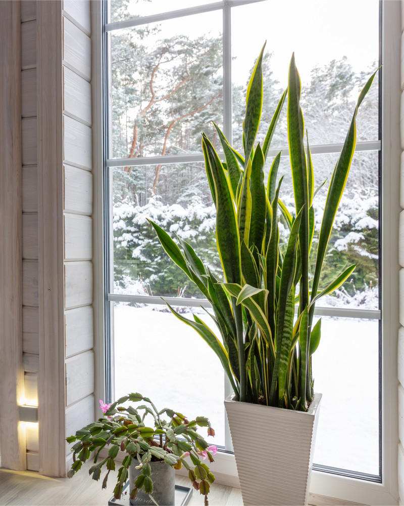 Rośliny doniczkowe zimą na parapecie – grudnik w rozkwicie i sansewieria przy oknie z widokiem na ośnieżony las