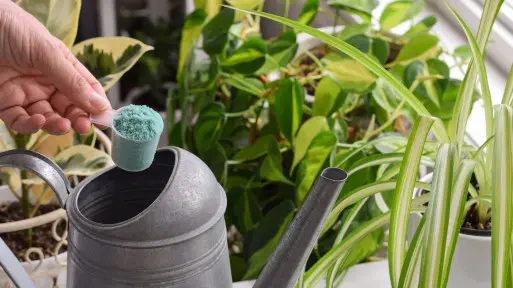 To najgorsze, co możesz zrobić swoim roślinom zimą. Wiele z nich tego nie przetrwa