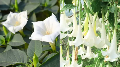 Czy datura i brugmansja to to samo? Czym się różnią? Jak je od siebie odróżnić?