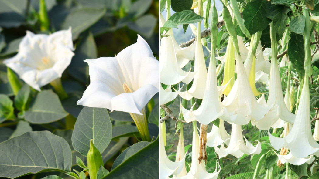 Czy datura i brugmansja to to samo Czym się różnią