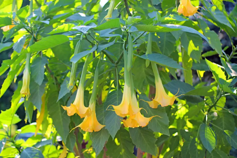 Brugmansja o żółtych, zwisających kwiatach w kształcie trąbek – egzotyczna roślina doniczkowa uprawiana na tarasach i w ogrodach.