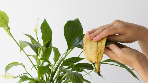 Przecieranie liści skórką od banana – hit czy kit?