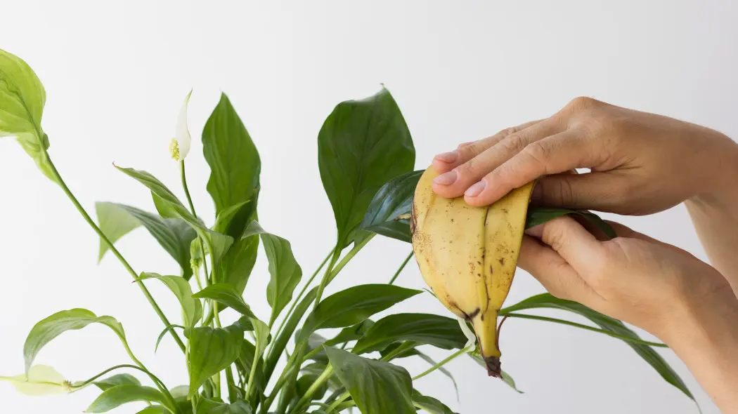 Przecieranie liści skórką od banana