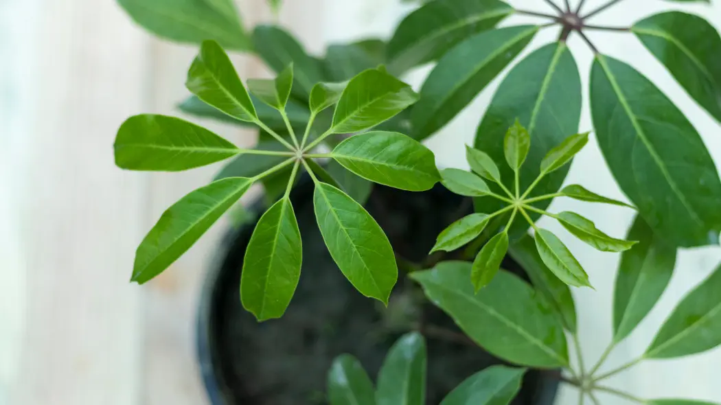 Odmładzanie szeflery