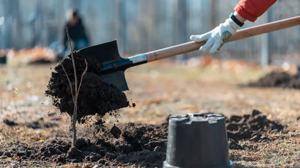 Jesienne sadzenie drzew 