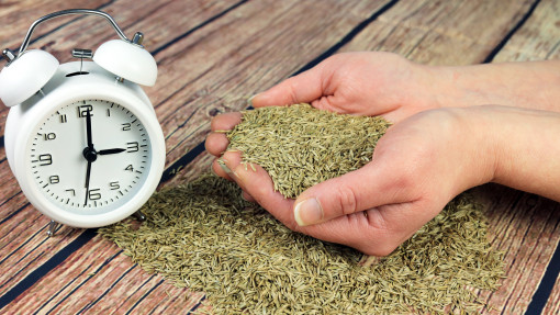 Kiedy siać trawę? Do kiedy najpóźniej i od kiedy najwcześniej można zakładać trawnik?