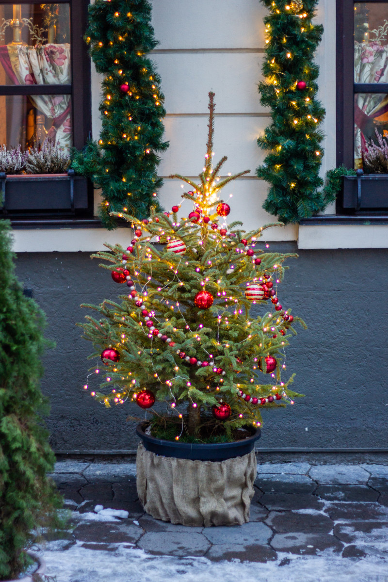 Żywa choinka w donicy udekorowana na święta – idealne drzewko do późniejszego posadzenia w ogrodzie