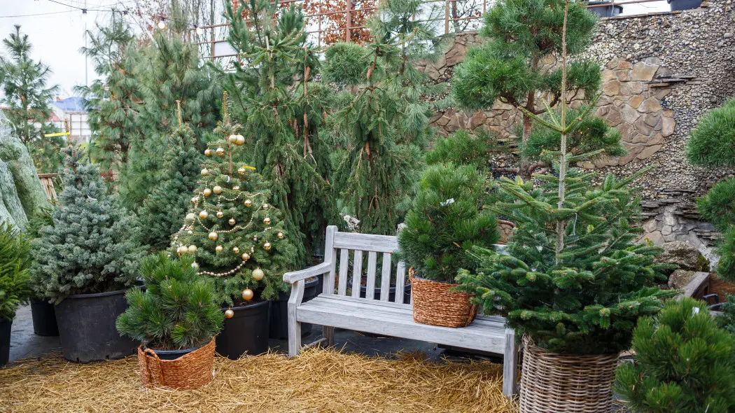 Choinki ogrodowe – żywe drzewka na lata. Sprawdź, które przetrwają po świętach