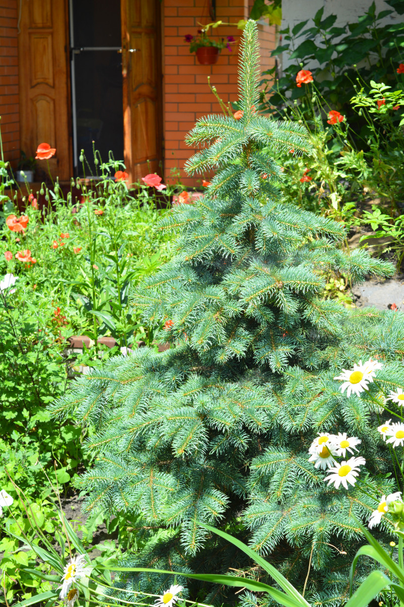 Młoda choinka ogrodowa rosnąca wśród letnich kwiatów – przykład drzewka, które dobrze przyjmuje się po świętach