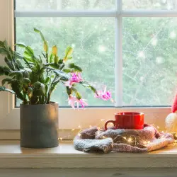 Zimowanie szlumbergery – co robić, by grudnik dobrze przetrwał chłody?