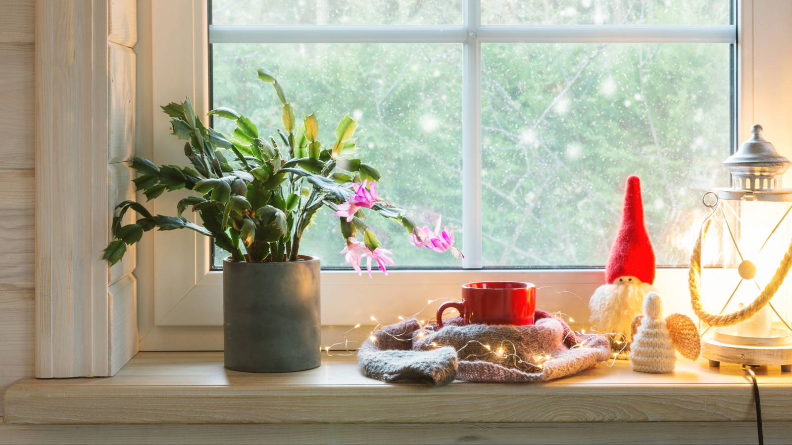 Zimowanie szlumbergery – co robić, by grudnik dobrze przetrwał chłody?