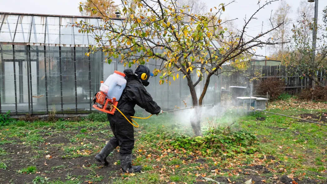 Oprysk siarką w warzywniku i sadzie