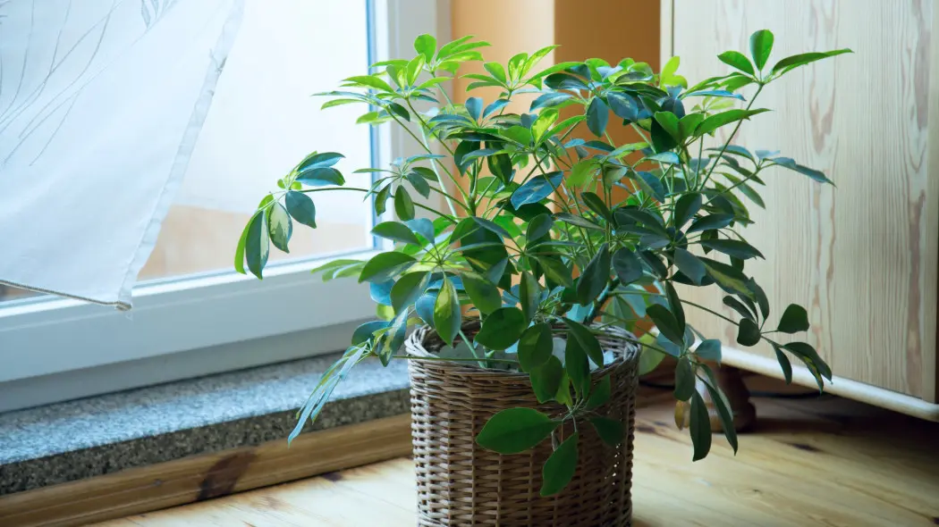 Zimowanie szeflery – jak dbać o szeflerę zimą