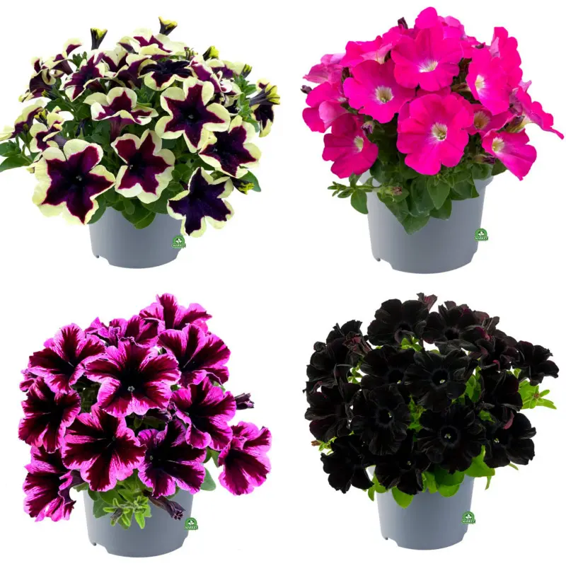 PETUNIA GO!Tunia® - odmiany