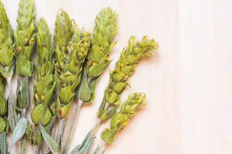 Rząd wysuszonych kwiatostanów gojnika ułożonych na jasnym tle, ukazujących charakterystyczne zielone podsadki i żółte kwiaty.