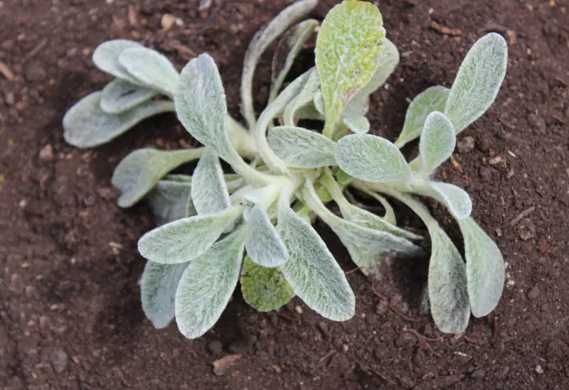 Młoda siewka gojnika tworząca niską rozetę filcowatych liści na ciemnej, świeżo przekopanej glebie.