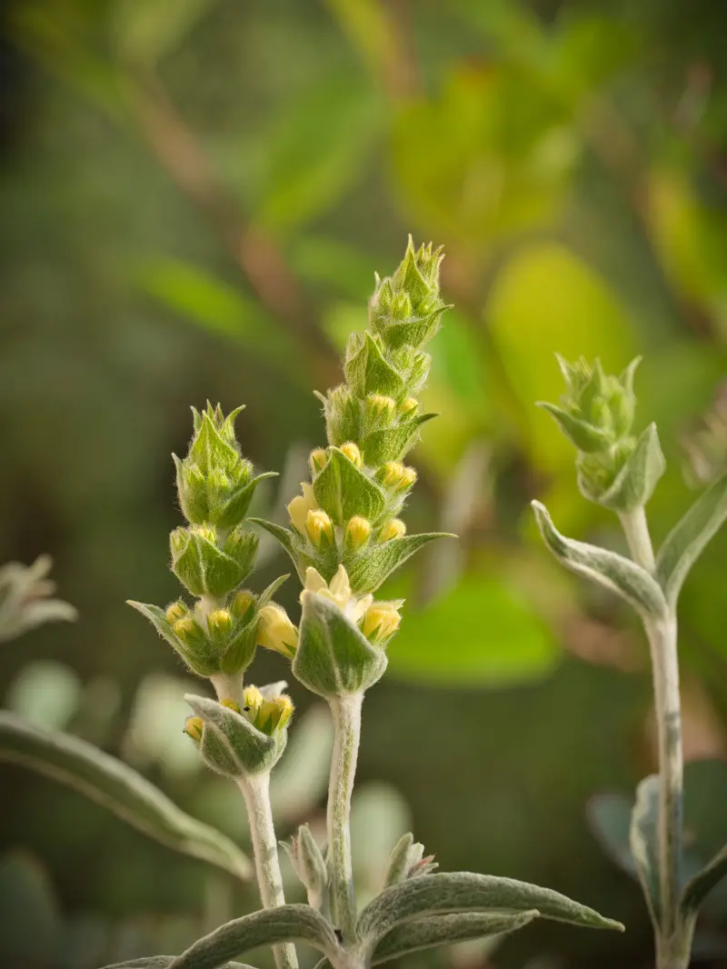 Zbliżenie na kwitnące pędy gojnika z żółtymi kwiatkami w zielonych podsadkach, rosnące na tle rozmytej zieleni ogrodu.