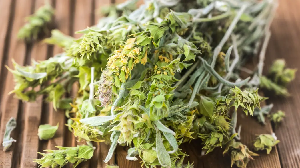 Gojnik (Sideritis spp.)