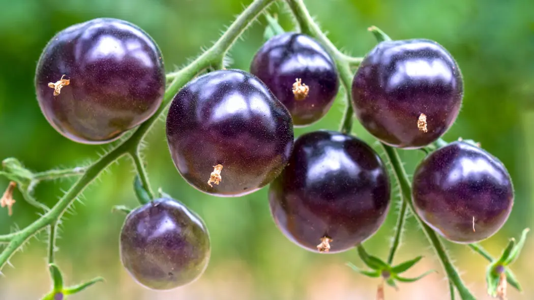 Fioletowy pomidor Indigo Rose