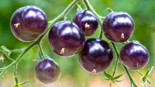 Fioletowy pomidor 'Indigo Rose' – od siewu po zbiory