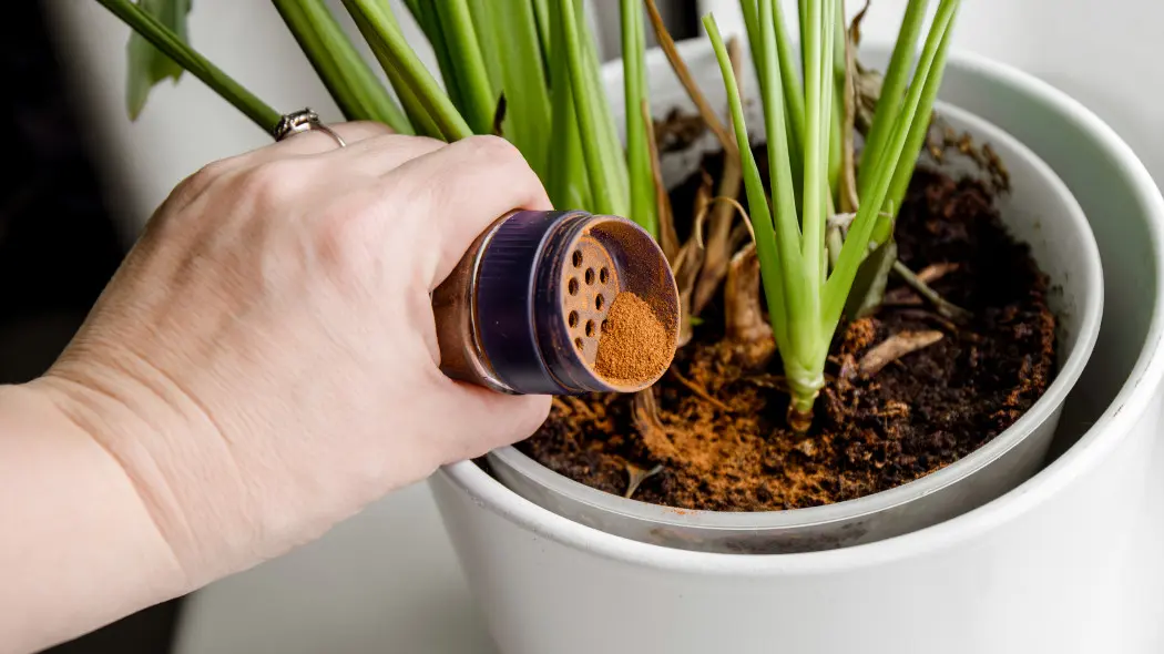 Czarne muszki latają wokół doniczek? Ta kuchenna przyprawa to dla nich bariera nie do przejścia