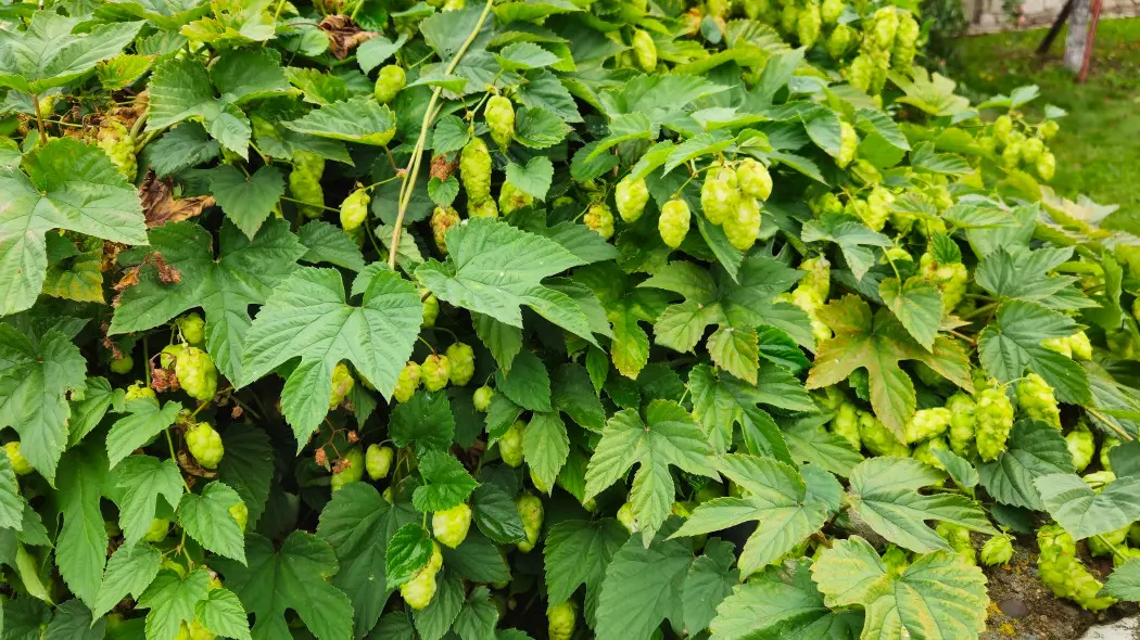 Uprawa chmielu w ogrodzie
