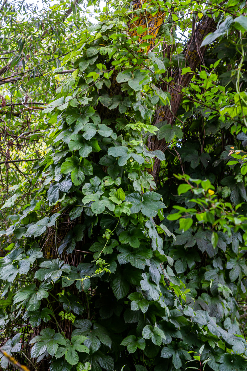 Ekspansywny chmiel porastający pień drzewa w ogrodzie